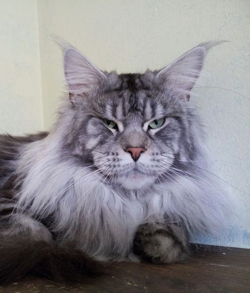 Ulises D´El Cuetu