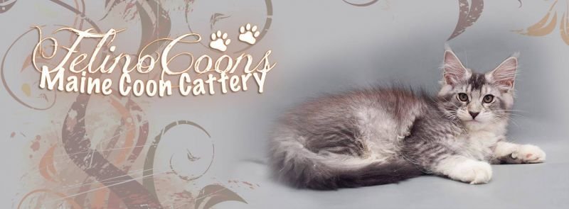 FelinoCoons