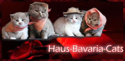 Haus-Bavaria-Cats