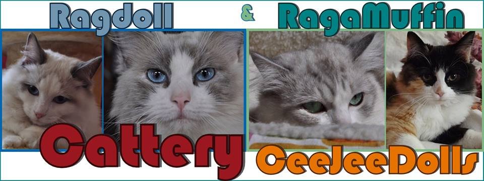Ragdoll & RagaMuffin CeeJeeDolls