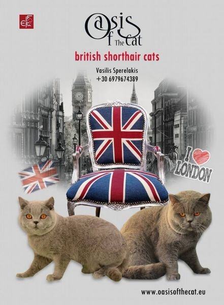 GR* OASIS OF THE CAT