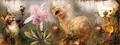 SphynxAntiquus