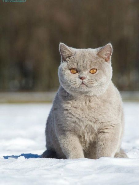 NO*Mimmi´s Katteri