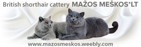 Mažos meškos