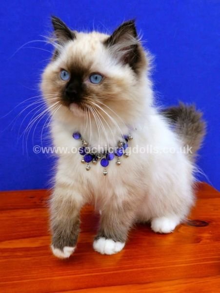 Osochic Ragdolls