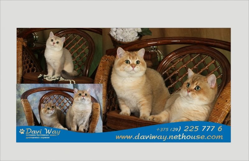 Daviway
