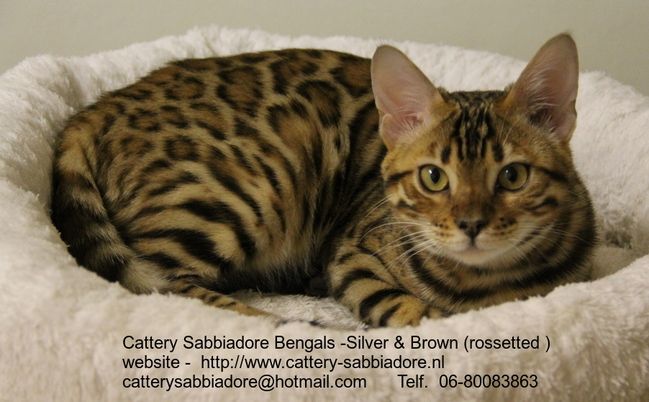 Cattery   Sabbiadore