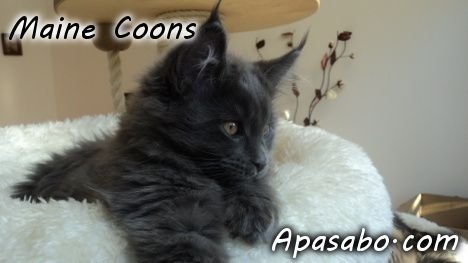 Apasabo