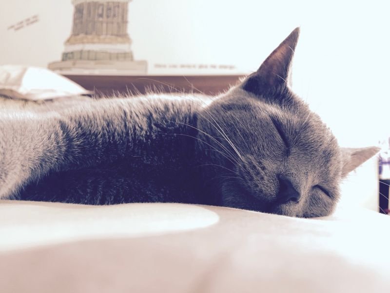Petit Bleu