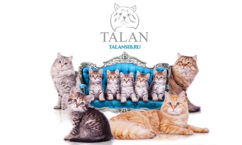 TALAN