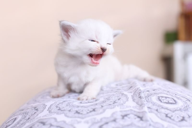Von Kopp Aristocats