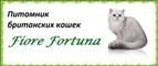 Fiore Fortuna