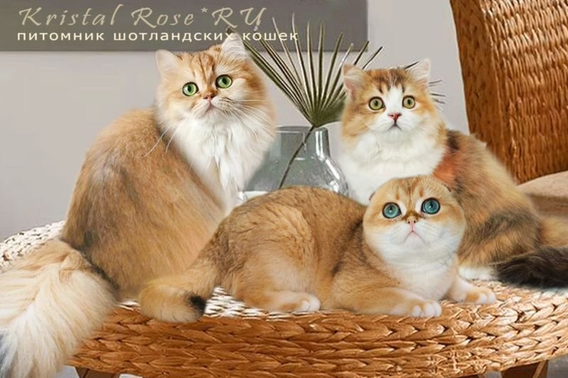 Kristal Rose*RU