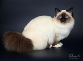 LV*Gentle Tomson