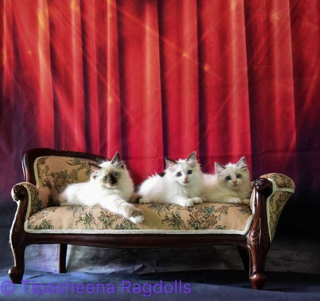 Tipasheena Ragdolls