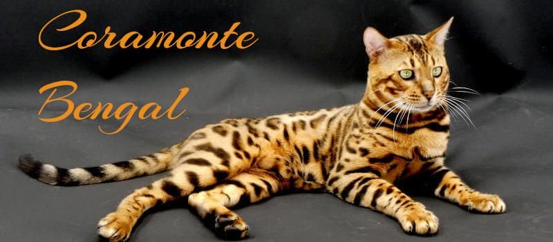 Coramonte Bengal