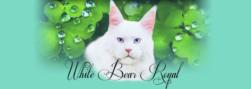 White Bear Royal