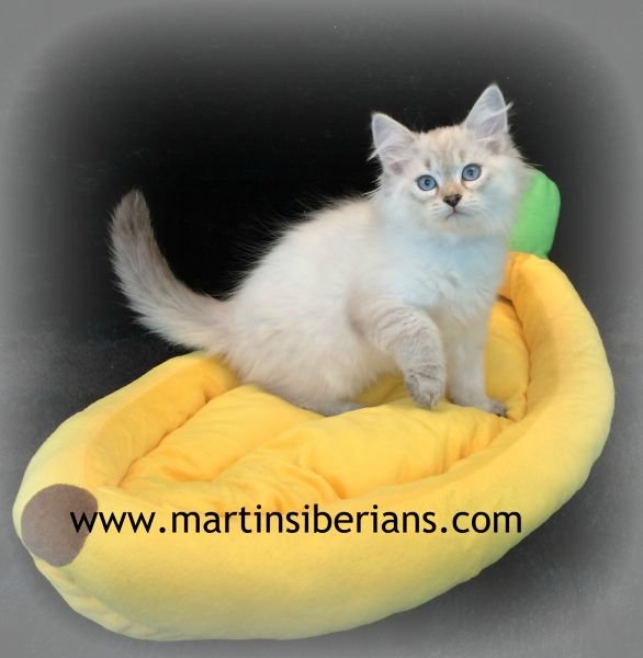 Martin