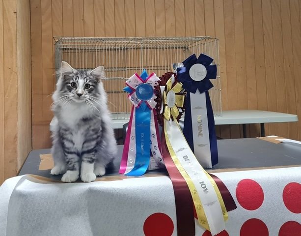 Skogkatt Norsk