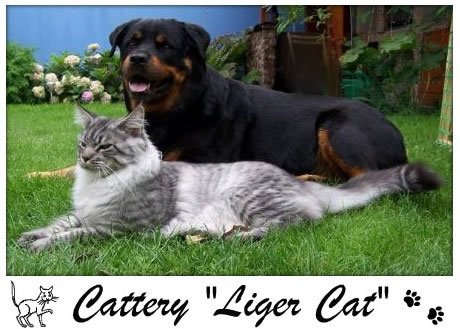 Liger Cat