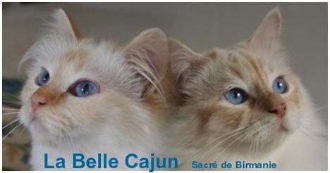 de la Belle Cajun