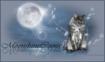 Moonshinecoons