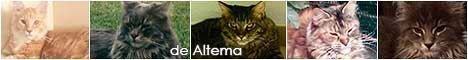 Los coons de Altema