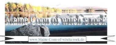 Maine Coon of witch`s rock