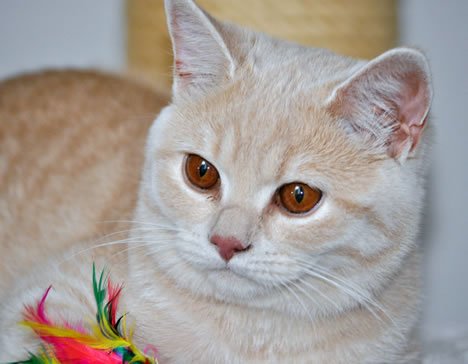Holly Cat's
