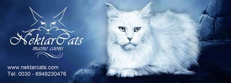 Nektarcats