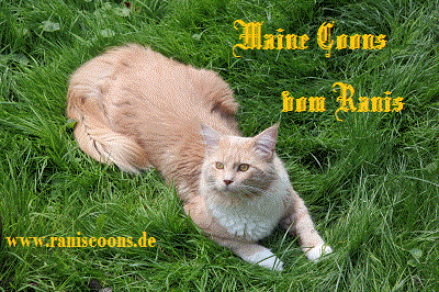 Maine Coons vom Ranis