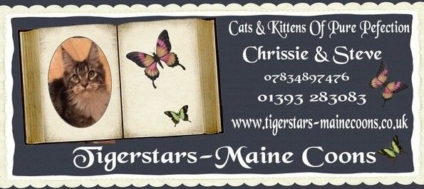 Tigerstars