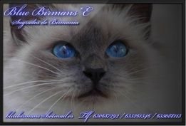 BlueBirmans