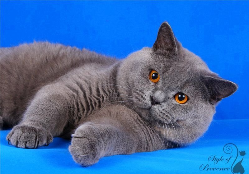 Mister Winner of Kotoffski