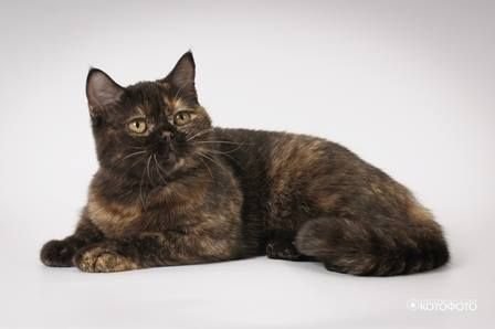 Constancia Sweet Tortie Of South Star