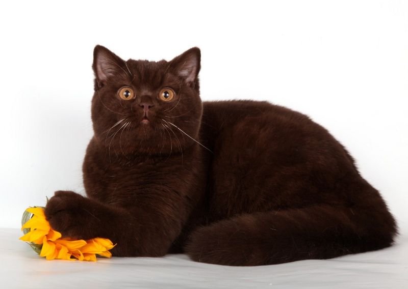 GICH OYASUMI AstroPuss