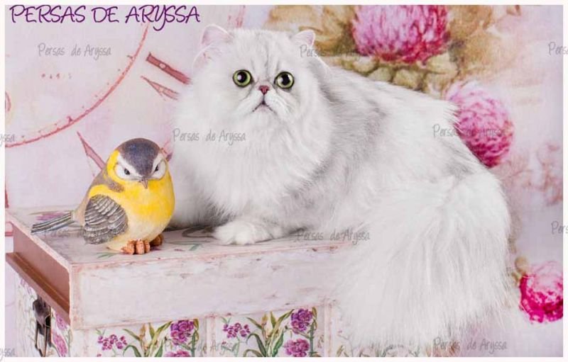 Russian queen de WARM SILVER`S