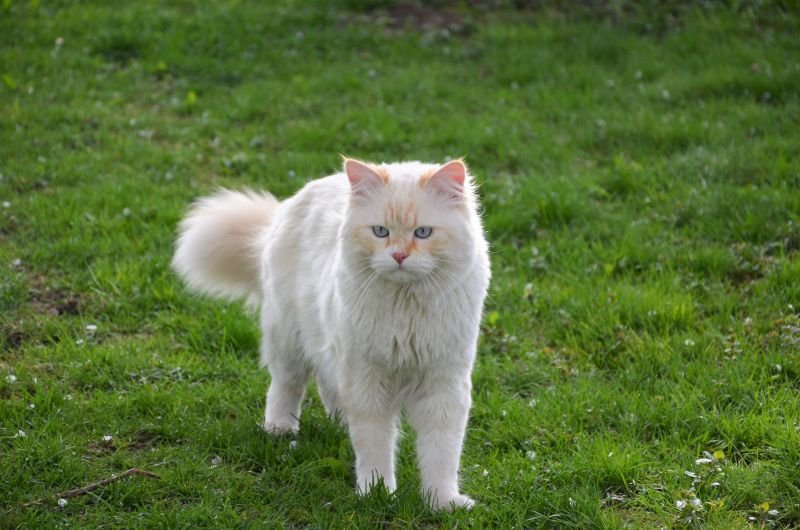 CH Yakshas White Witch, CZ