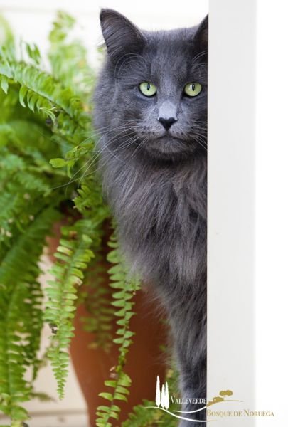 Maximus