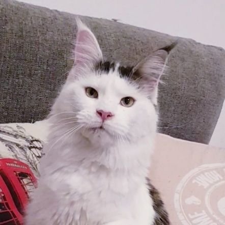 Rita de el gato sin botas