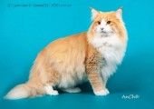 IC Godric Sands D’Montoliu*ES