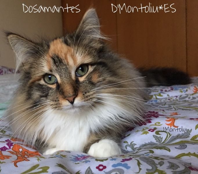 Dosamantes D’Montoliu*ES
