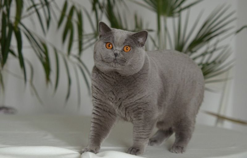 IC Herek Alfa-Pol-Cat*CZ