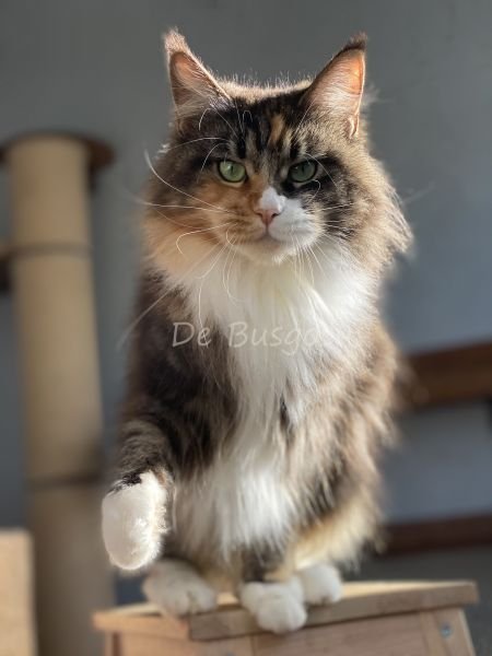 Freya De Busgosu