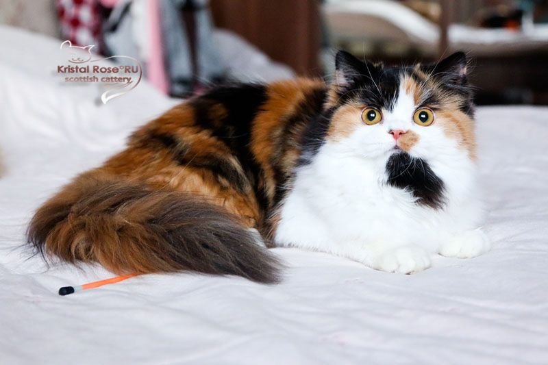 Ch.Demi Moore's Katerina