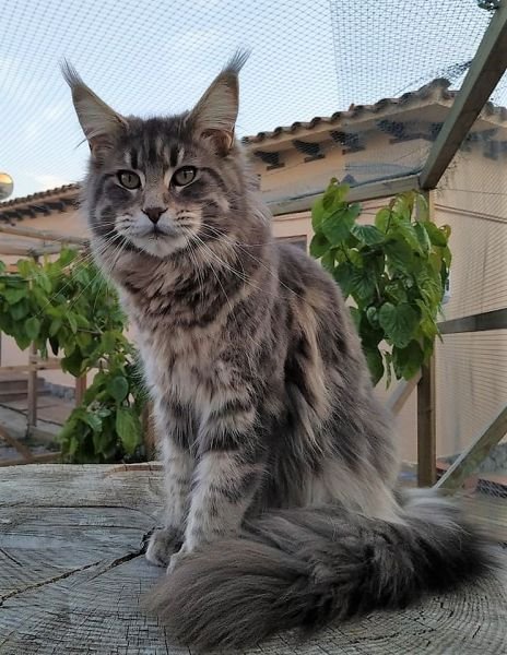 ATHENEA DE LA CHISPA