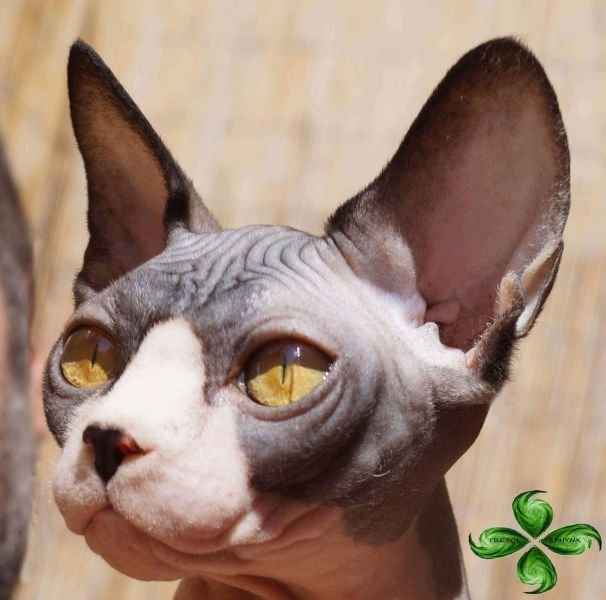 Tatiana trébol Cat