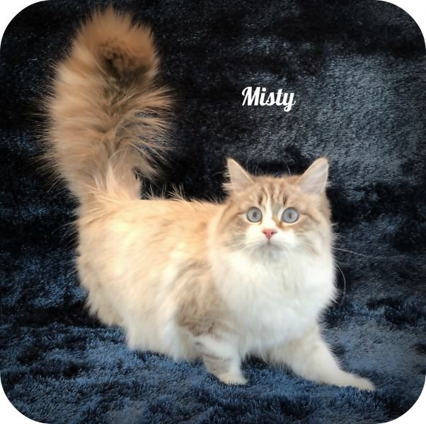 Misty