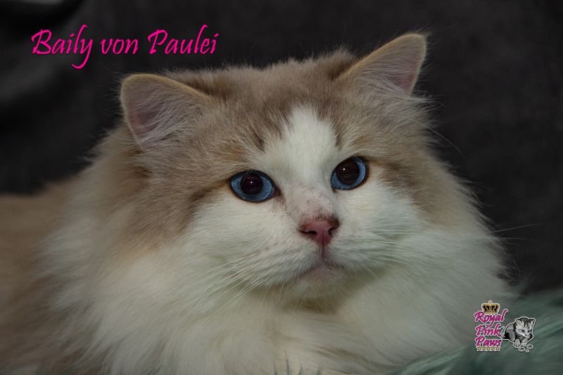 Baily von Paulei*AT