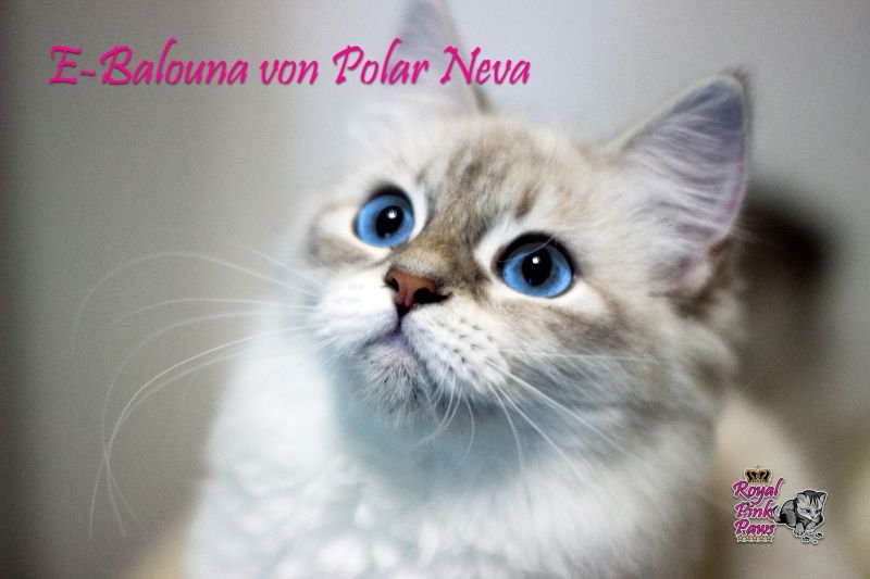 E-Balouna von Polar Neva*DE